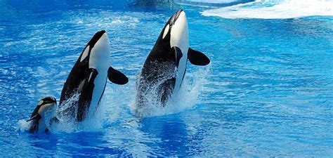 Best Orca Stock Photos Pictures And Royalty Free Images