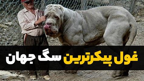 بزرگ ترین سگ های دنیا قسمت دوم YouTube