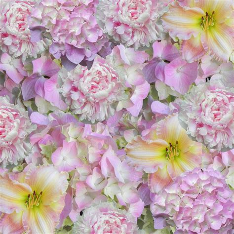 Images Gratuites Fleur Texture Pétale Floral Modèle Rose Flore