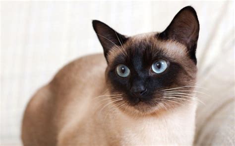 Maybe you would like to learn more about one of these? The Siamese Cat.