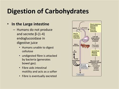 Carbohydrate digestion begins in the. PPT - Course Requirements PowerPoint Presentation, free ...