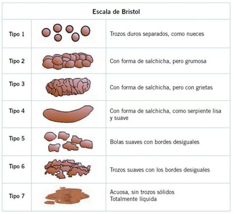 Lo que dicen tus heces de tu salud Natàlia Gimferrer