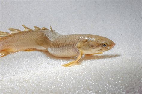 Scientists Raised These Fish To Walk On Land The Verge