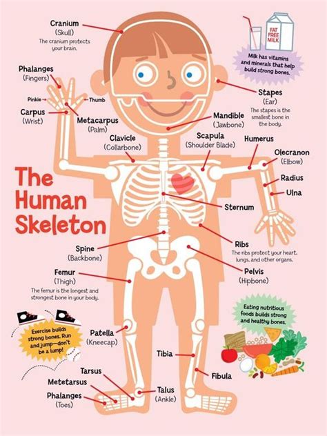 Activities For Teaching The Skeletal System