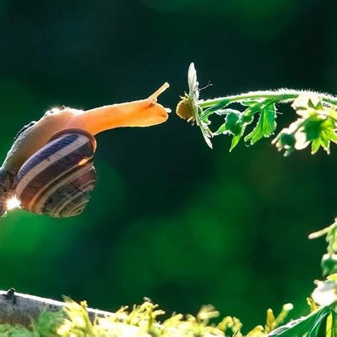 Animals On Instagram Amazing Snails World 🐌 Photo From Snails