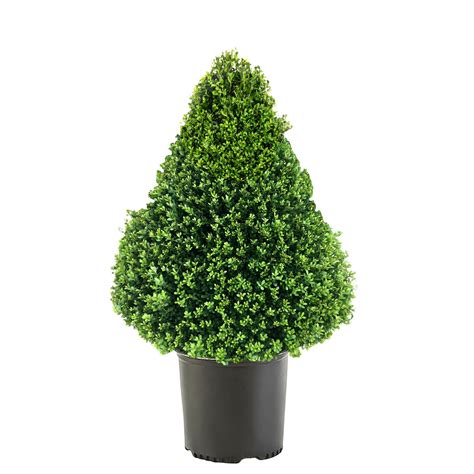 Compacta Holly Cone Evergreen Live Shrub 225 Gallon