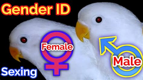 Sexing Of Lovebirds Difference Of Male Female Lovebird Lovebird Gender Identification In
