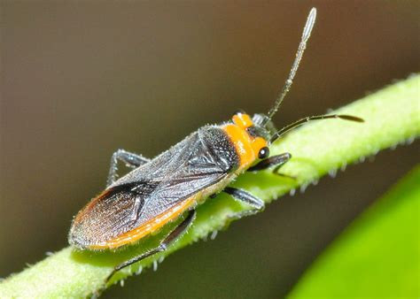 Yellow Stalk Eyed Bug Scopiastes Bicolor