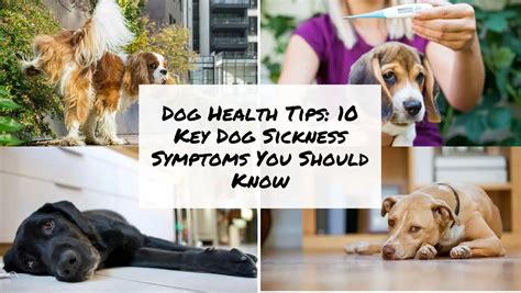 10 Key Dog Sickness Symptoms You Should Know