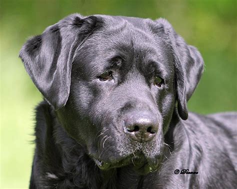 English lab puppy family loved labs has puppies for sale on akc puppyfinder. Black English Labrador Retriever