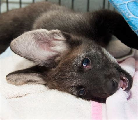 Houstons Maned Wolf Pups Are All Ears Zooborns