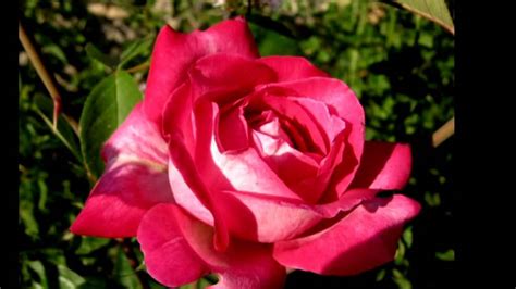 Η άνε είναι μια χαμηλών τόνων μηχανικός, η οποία ζει σε μια αδιατάρκτη συζυγική και επαγγελματική ρουτίνα. Λουλούδια της άνοιξης και του καλοκαιριού - YouTube