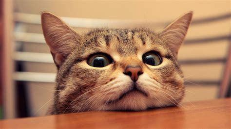 Download and use 10,000+ funny stock photos for free. Funny Cat Desktop Wallpaper (66+ images)