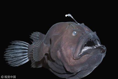 Omg Unbelievable Discovery Mind Blowing Life Of Anglerfish In The