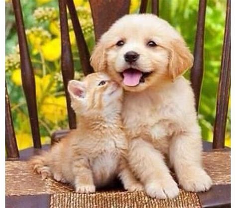 Golden Retriever Puppy With An Orange Kitten Perros Perro Y Gato