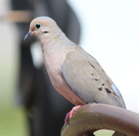 What Is The Dove Meaning When A Mourning Dove Visits You