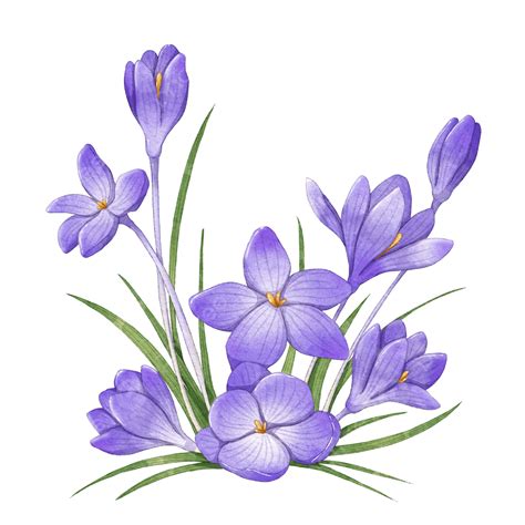 Crocus Hd Transparent Crocus Cluster Watercolor Saffron Flowers