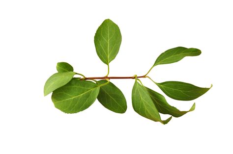 Branch Leaf Leaves Png Download 32162136 Free Transparent Branch