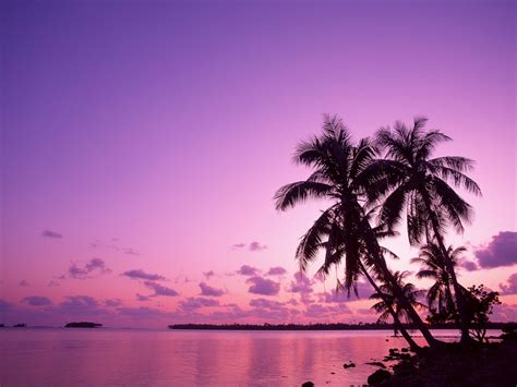 Blue Sunset With Palm Trees Widescreen 2 Hd Wallpapers