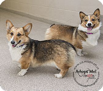 Cardigan welsh corgi b : Rosie and Daisy | Adopted Dog | Troy, OH | Pembroke Welsh ...