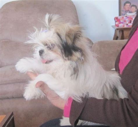 Shih Tzujapanese Chin Cute For Sale In Bonham Texas Classified