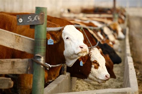 Us Livestock Cattle Hogs Narrowly Mixed On Quarter End Positioning