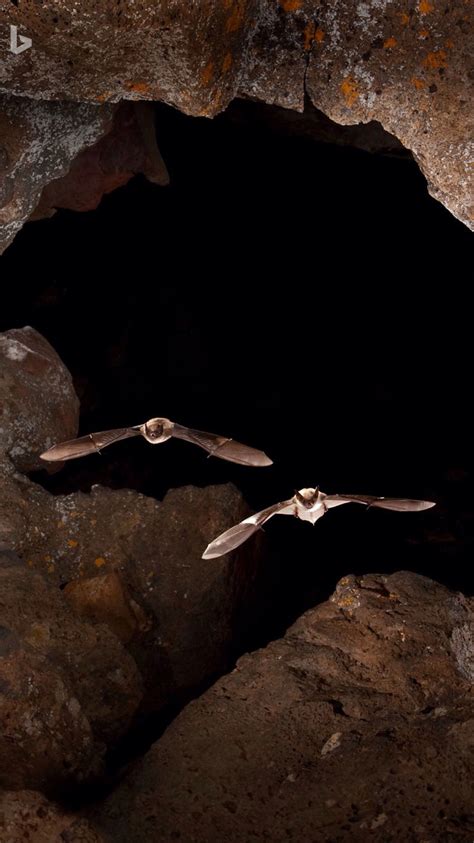 Myotis Bats In Pond Cave Craters Of The Moon National Monument And