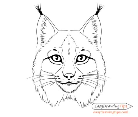 How To Draw A Lynx Step By Step Easy Martinez Diente
