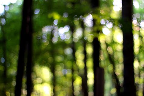 Forest Bokeh Linwoods Flickr