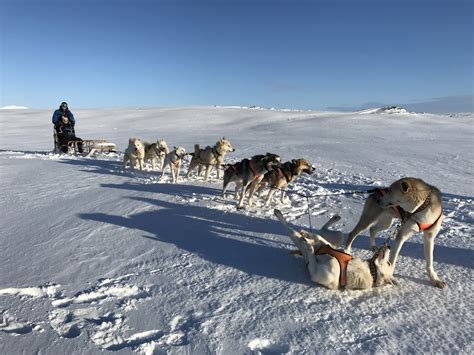 Dog Sledding Iceland Glacier Seldging Greenland Husky Dry Land Northern
