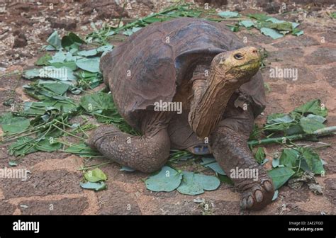 Galapagos Giant Tortoise Chelonoidis Nigra Charles Darwin Research