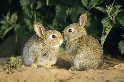 The upper part of the body is basically brownish gray. European Rabbit - Lagomorpha- Bunnies