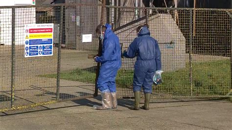 Defra We Need To Maintain Vigilance After Outbreak Of Bird Flu In
