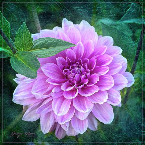 Lavender Pink Dahlia Photograph By George Moore Pixels