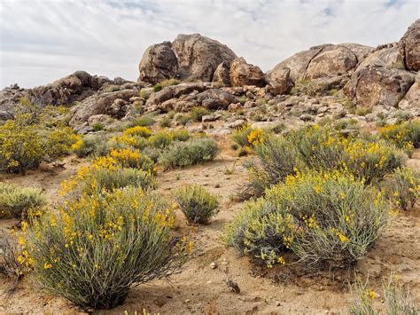 Mojave National Preserve Colton Hills Desert Senna Flickr