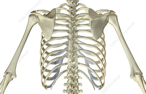 The Bones Of The Upper Body Stock Image F0016296 Science Photo Library