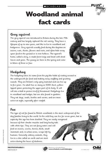 Free Primary Animal Worksheets Animal Fact Cards To Accompany The