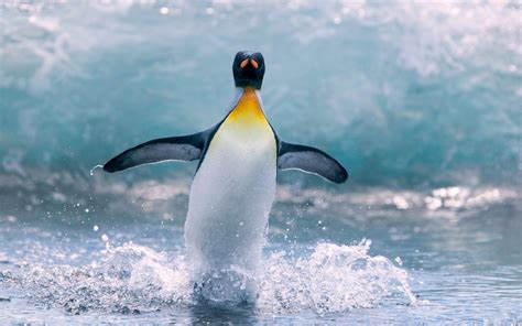 4k Penguins Wallpapers High Quality Download Free