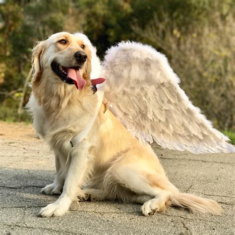 Psbattle Dog With Angel Wings Rphotoshopbattles