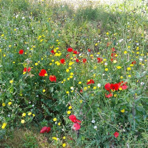 If a public holiday falls on a weekly rest day (friday or sunday as applicable), the following day shall be a public holiday, and if such following day is also a public holiday, the subsequent day shall be a public holiday. Good Friday morning in the #deltadelllobregat... # ...