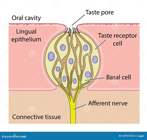 Taste Bud Anatomy Stock Vector Illustration Of Lingual 107915153