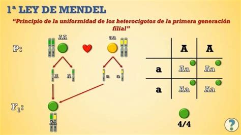 Genética Mendeliana Curriculum Nacional Mineduc Chile