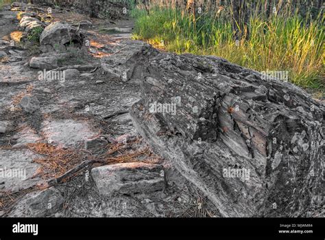 The Petrified Forest Of The Black Hills In Western South Dakota Is A