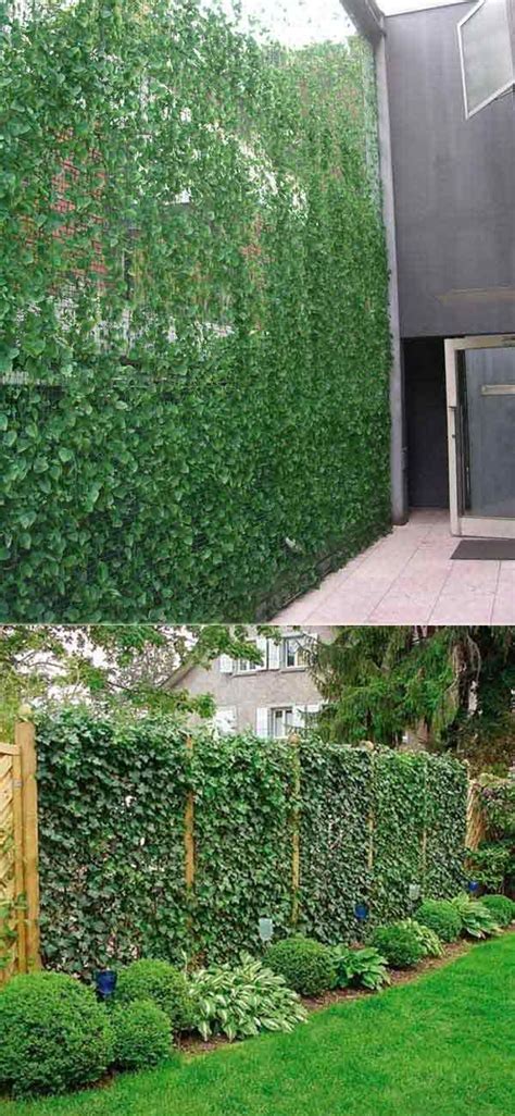 Add Privacy To Your Garden Or Yard With Plants Grow Ivy On A Trellis