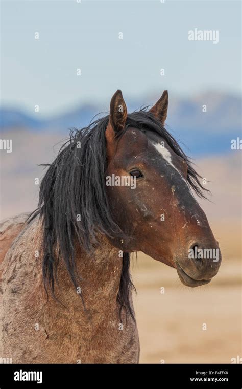 Wild Horse Stallion Portrait Stock Photo Alamy