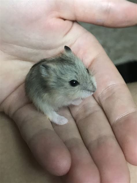 Campbell S Dwarf Hamster Rodents For Sale Atglen Pa