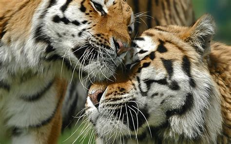 546040 Tigers Couple Love Caring Big Cat Rare Gallery Hd Wallpapers