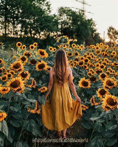 A Sunflower Field Is Like A Sky With A Thousand Suns Corina