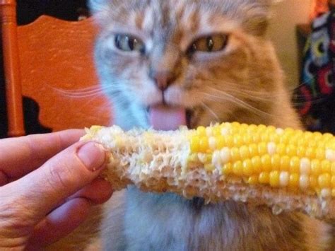 Cat Eating Corn On The Cob R Funny