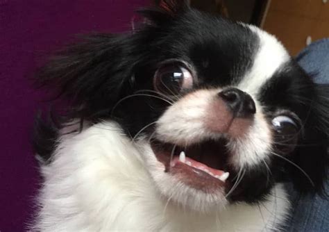 Japanese Chin Breed Information Guide Quirks Pictures Personality